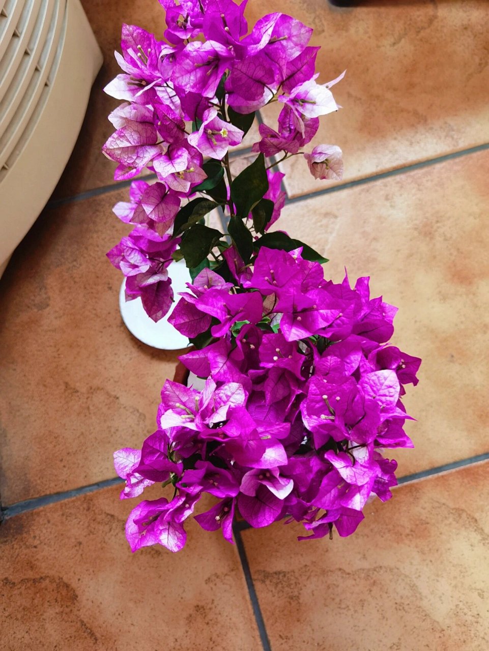 今天到货的末代皇帝三角梅 天津还是挺冷的,算是倒春寒吧!