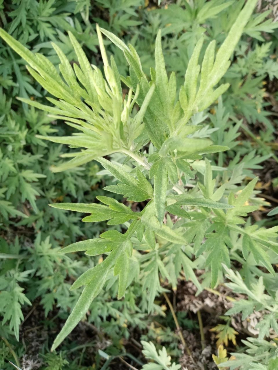 请问这个是艾草吗? 我们这边叫青蒿,所以到底是不是艾草呢?