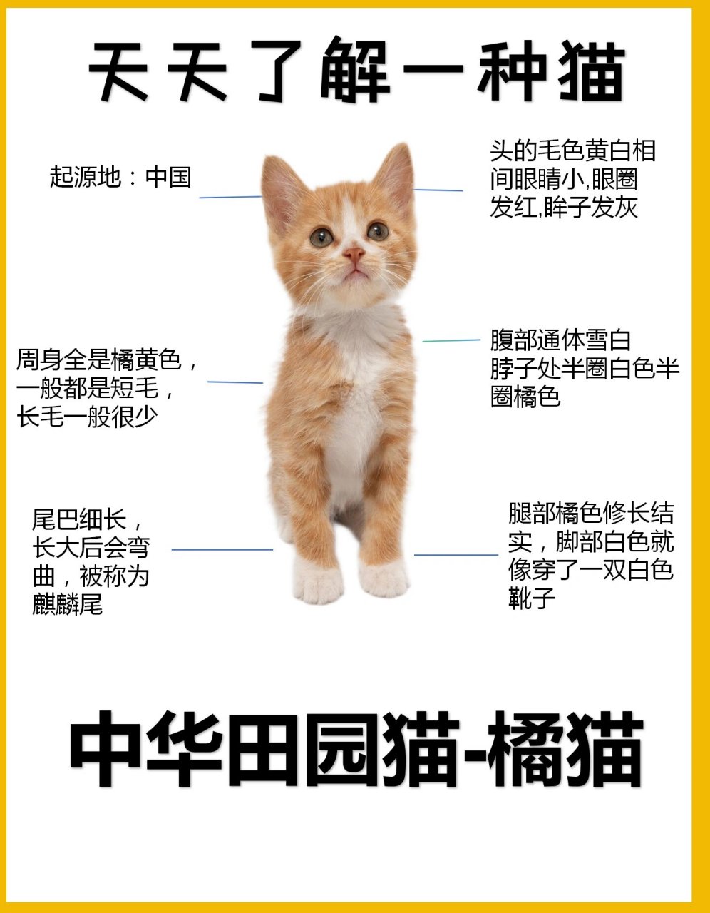 中国大型猫品种图片