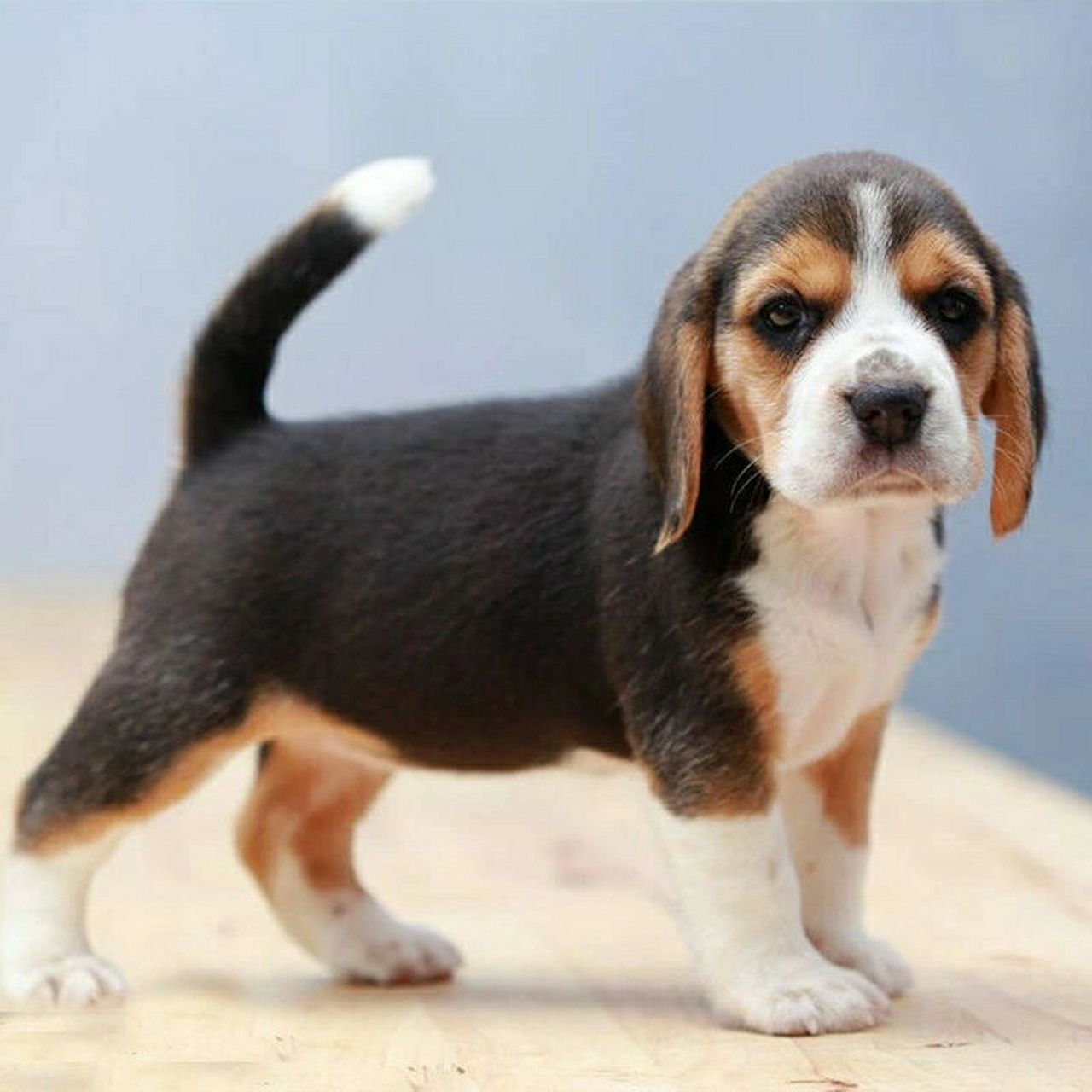 比格犬幼犬 纯种大耳朵巴吉度犬活体幼崽狗狗猎兔犬米格鲁犬宠物狗