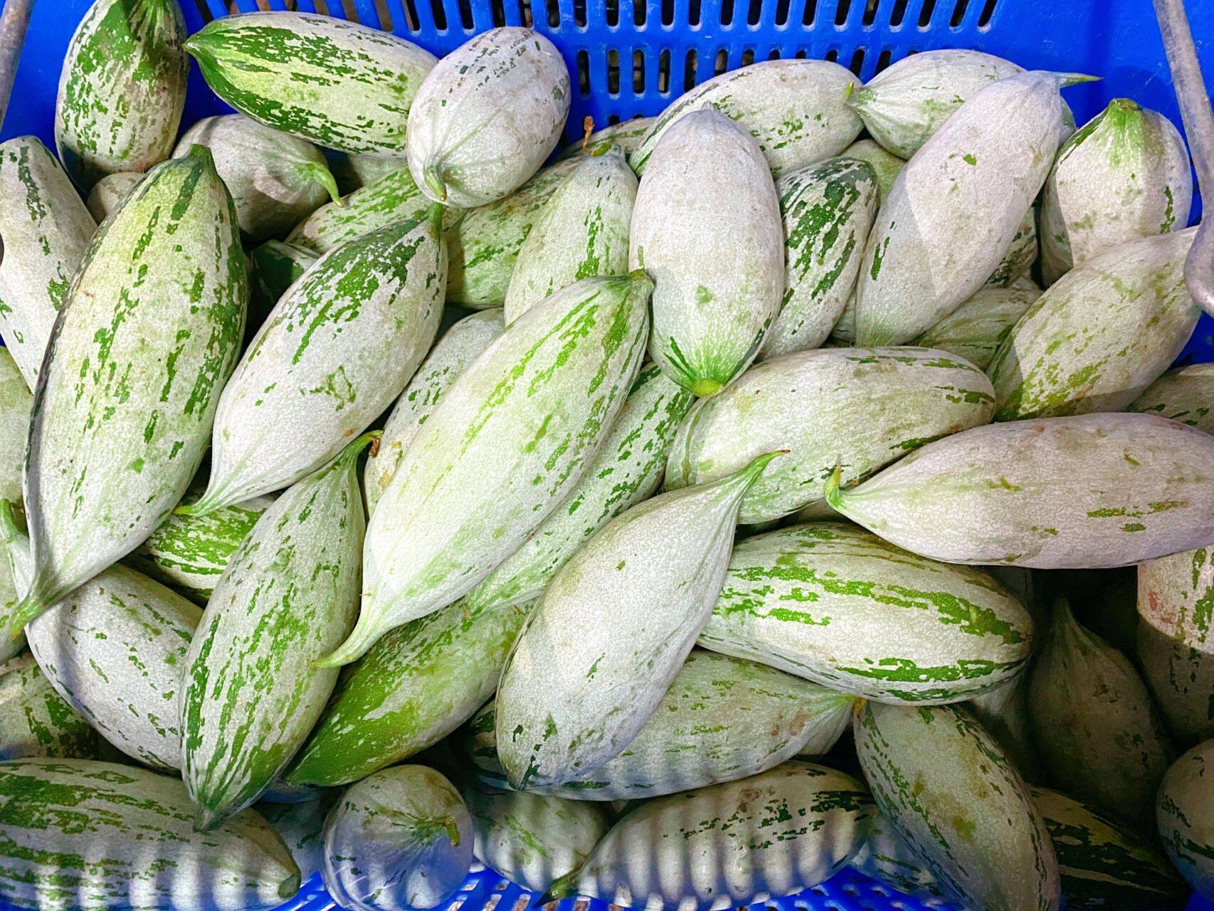 华盛mccowan老鼠瓜 也叫普达瓜,拿来煲汤非常好