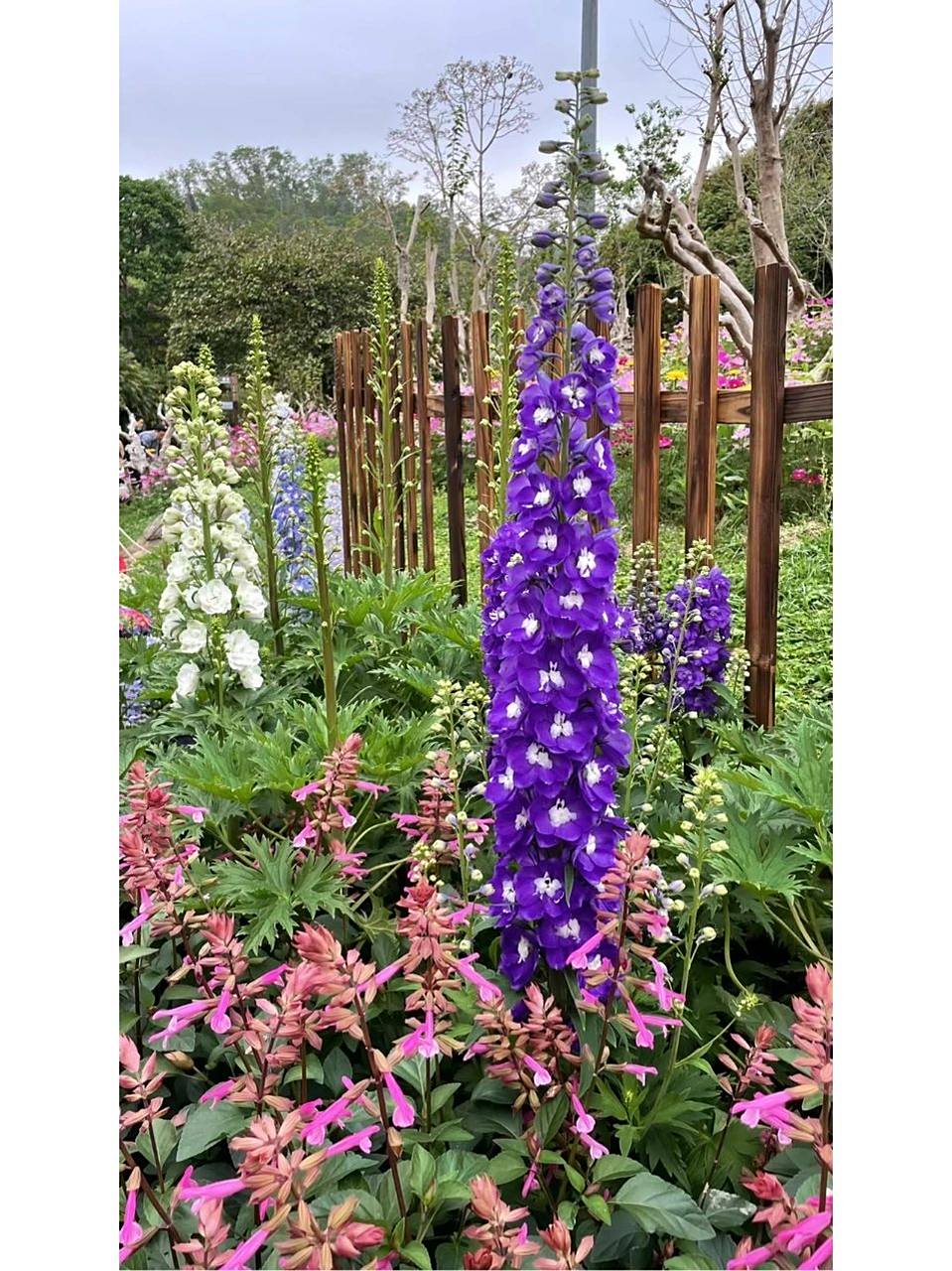 高翠雀花 高翠雀花(学名:delphinium elatum l.