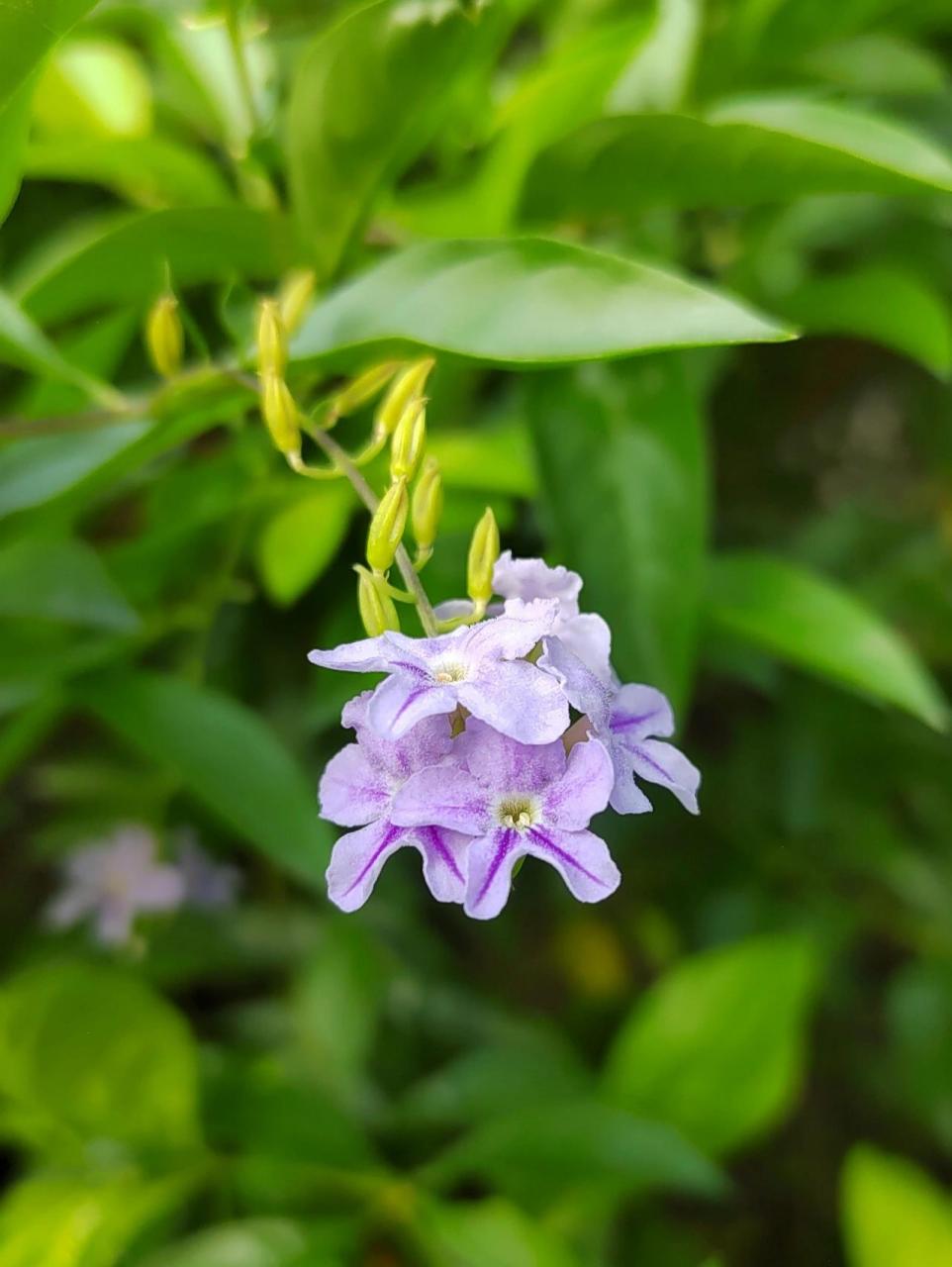 金露花属图片