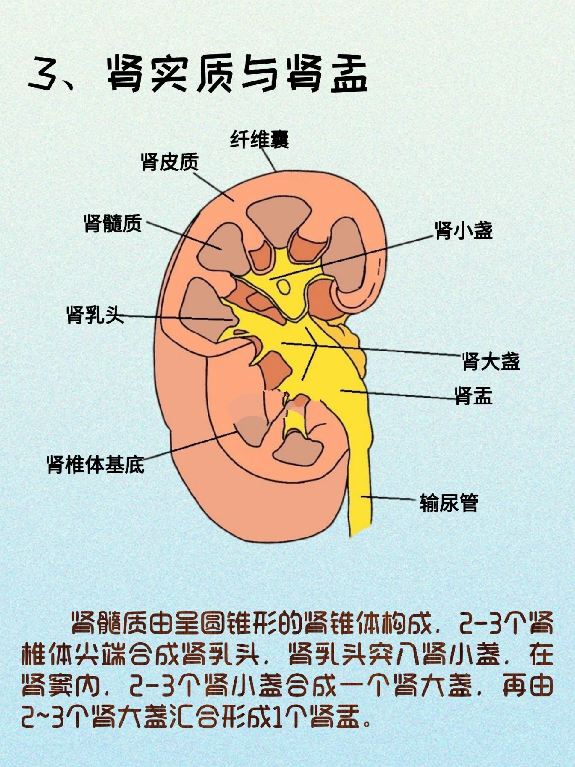 肾脏图片解剖图图片