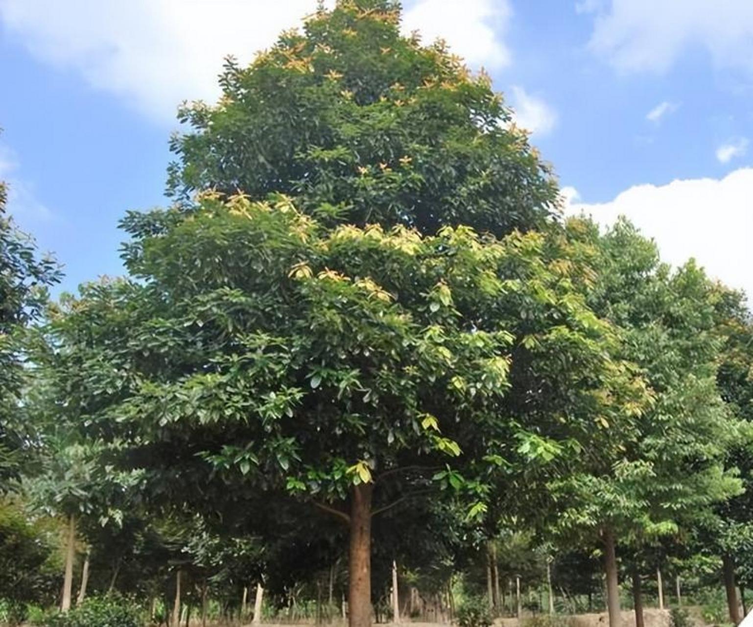 今天说说紫楠,紫楠是中国物产稀少的名贵树种之一,其木材是传统的稀有