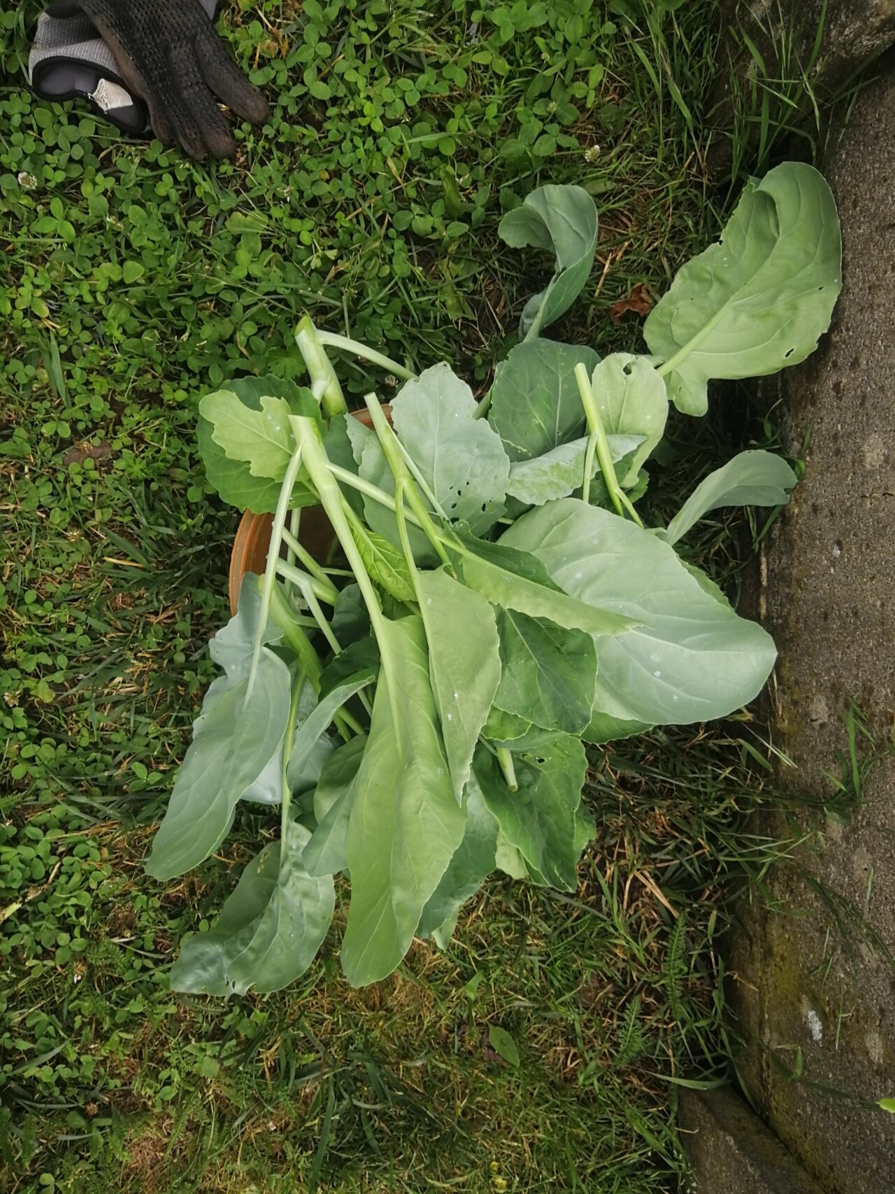 芥兰各种花样的切法图片