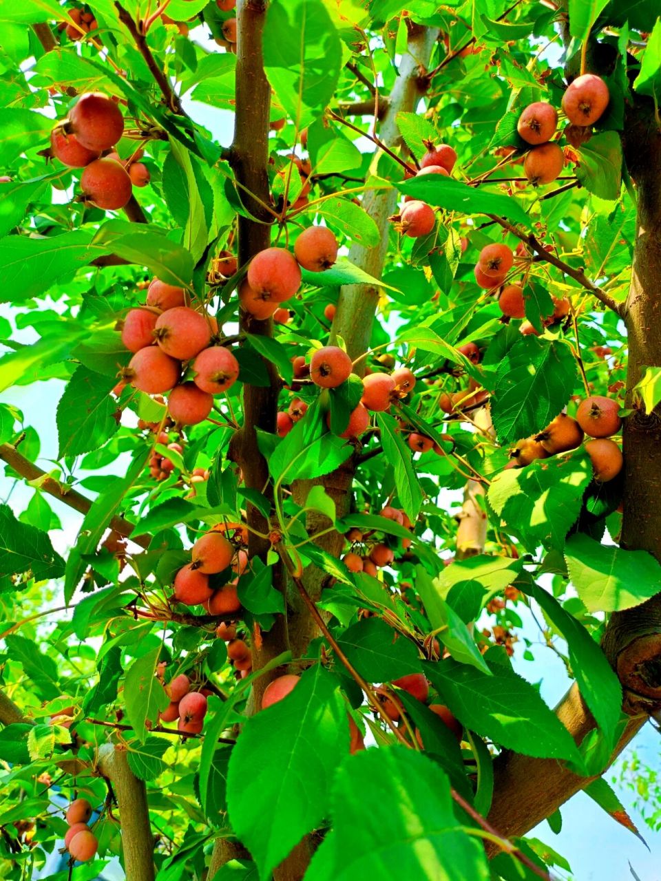 乍见山楂树,酸酸甜甜感就扑面而来 一颗颗的山楂镶嵌在树上,明显的