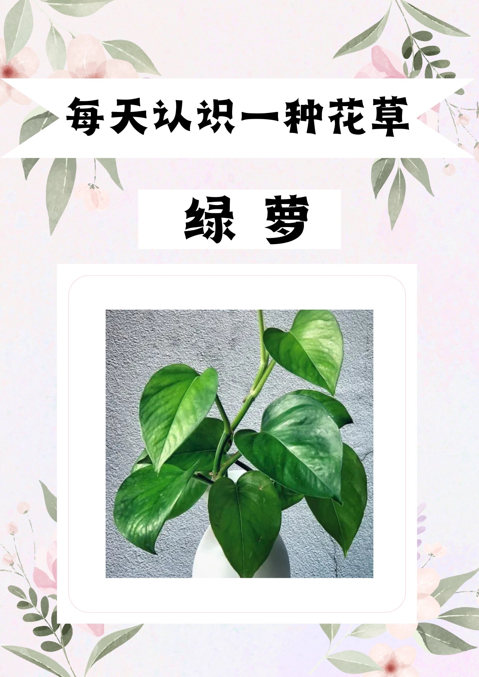 每天认识一种花草:绿萝 绿萝 科属:天南星科,麒麟叶属 花语:守望幸福