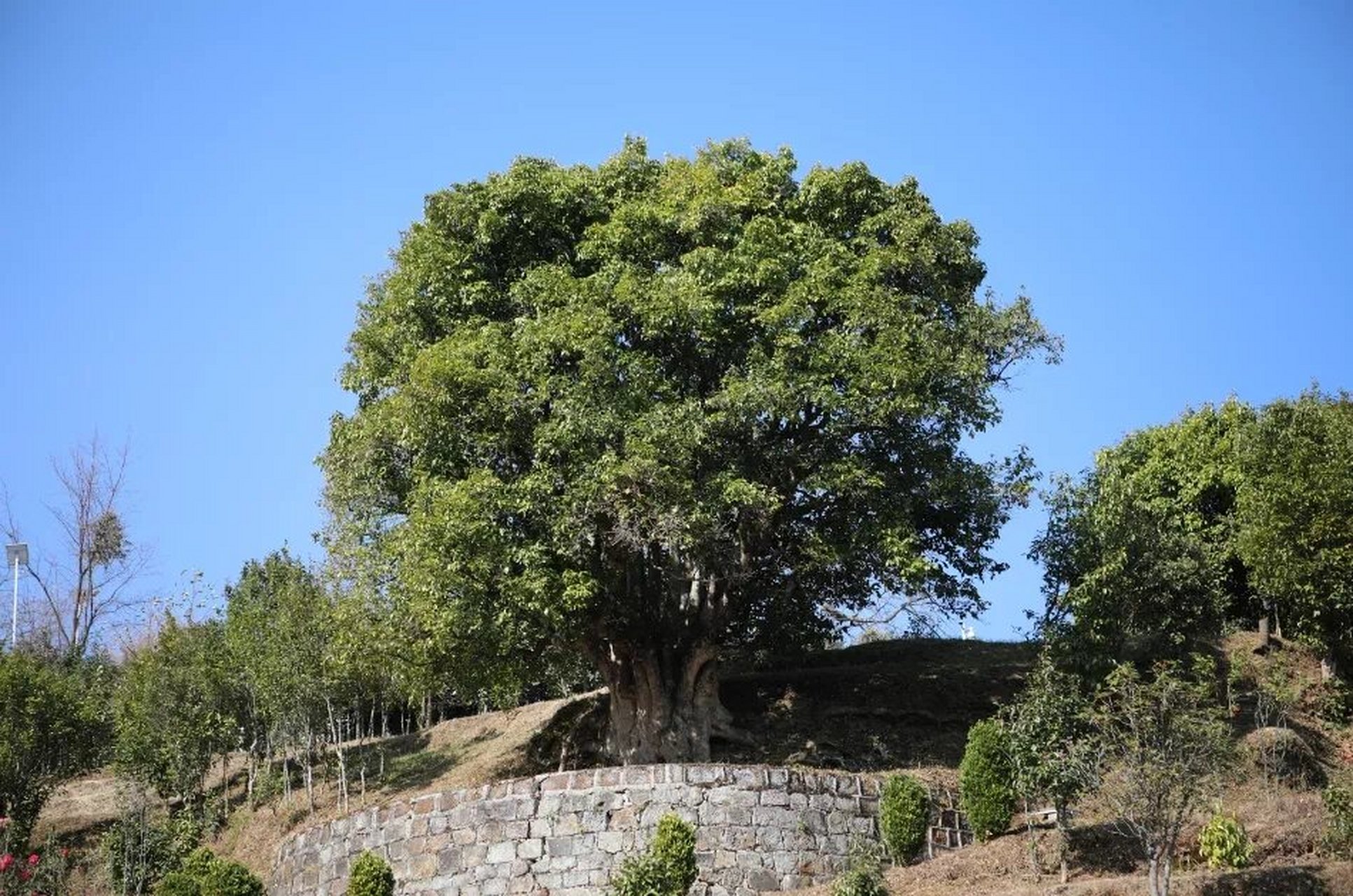 3200岁的茶树王,绝了! 在云南凤庆小湾镇锦秀村山坡上