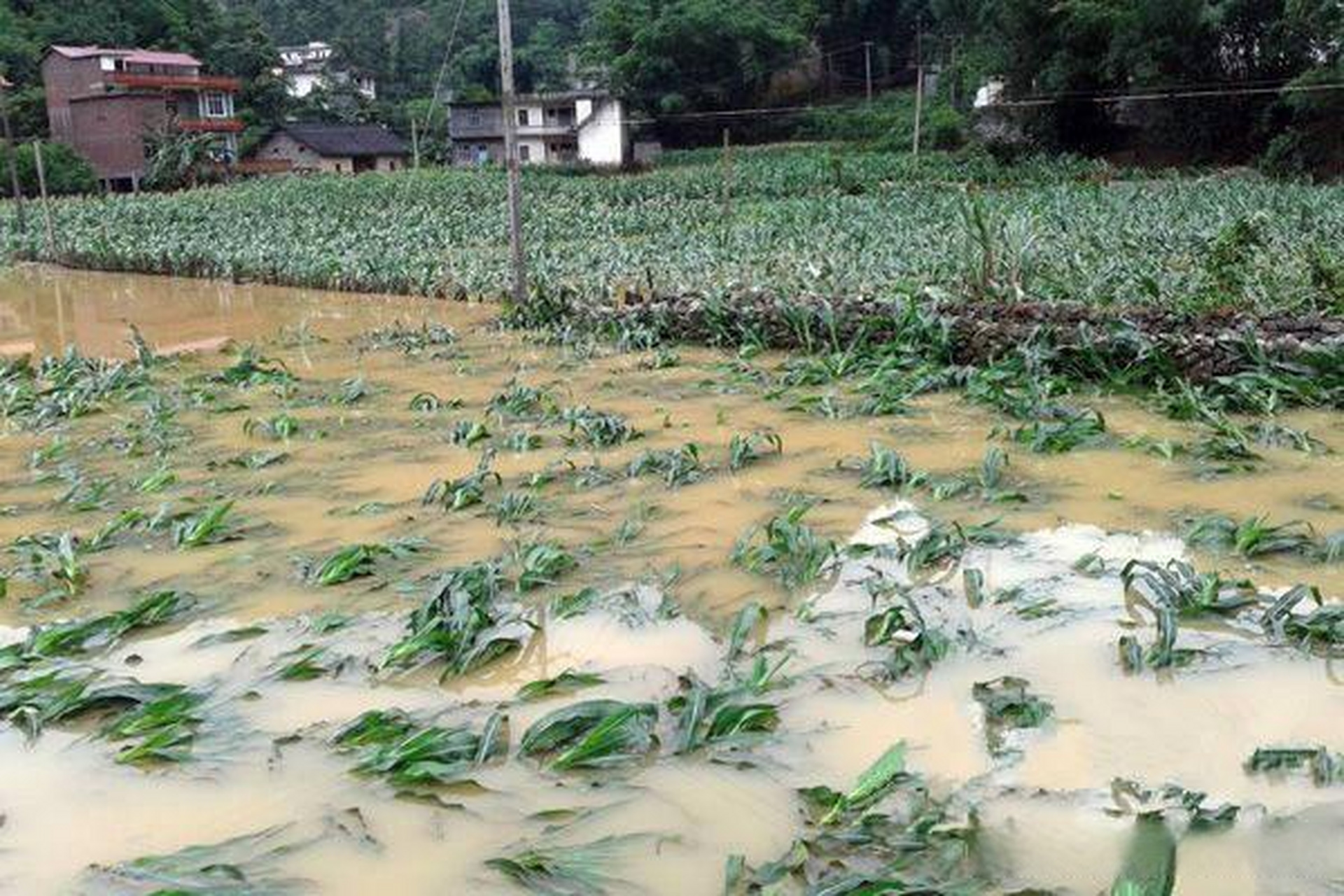 暴雨淹了庄稼,农民白辛苦了,要如何做才能抢救呢?