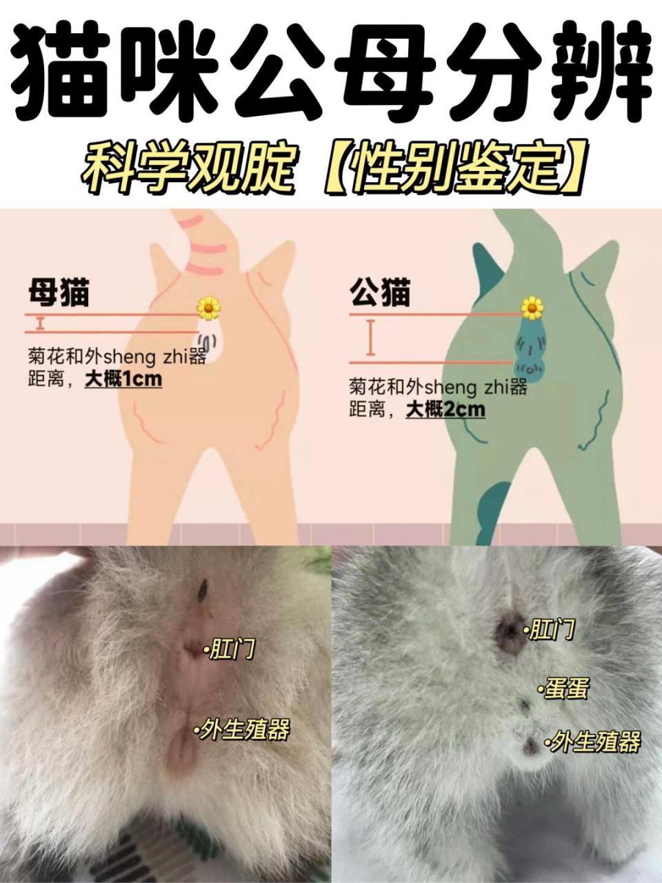如果还看不懂,可以把自家小猫咪照片发我看看哦～ #猫咪性别区分