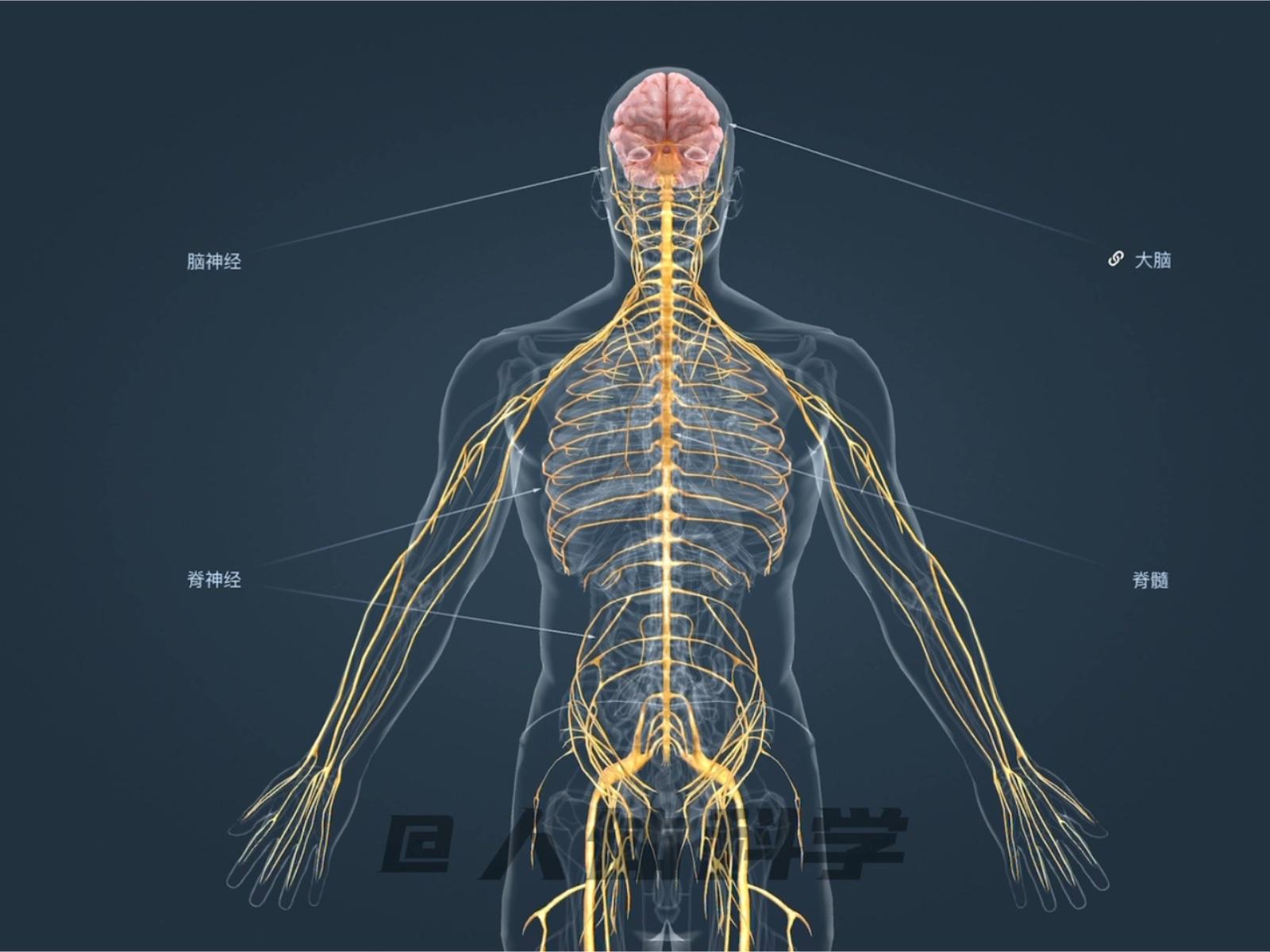 人体神经线路图图片