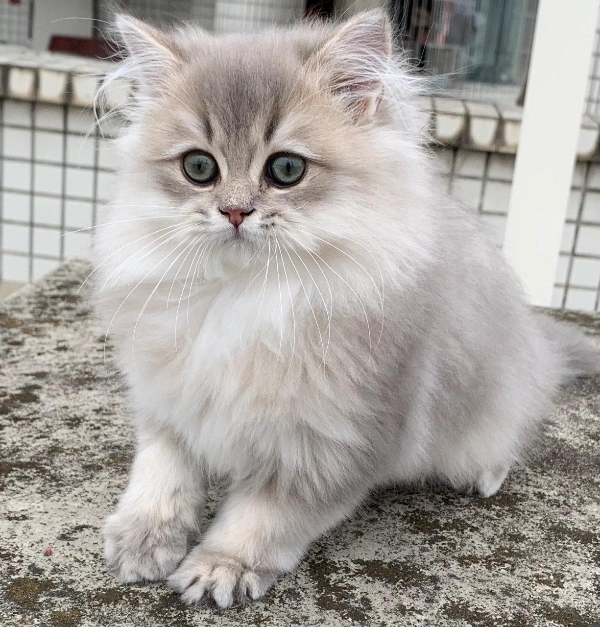 英国长毛猫 大绿眼睛,非常非常喜欢撒娇,容易推倒 是个小弟弟7315