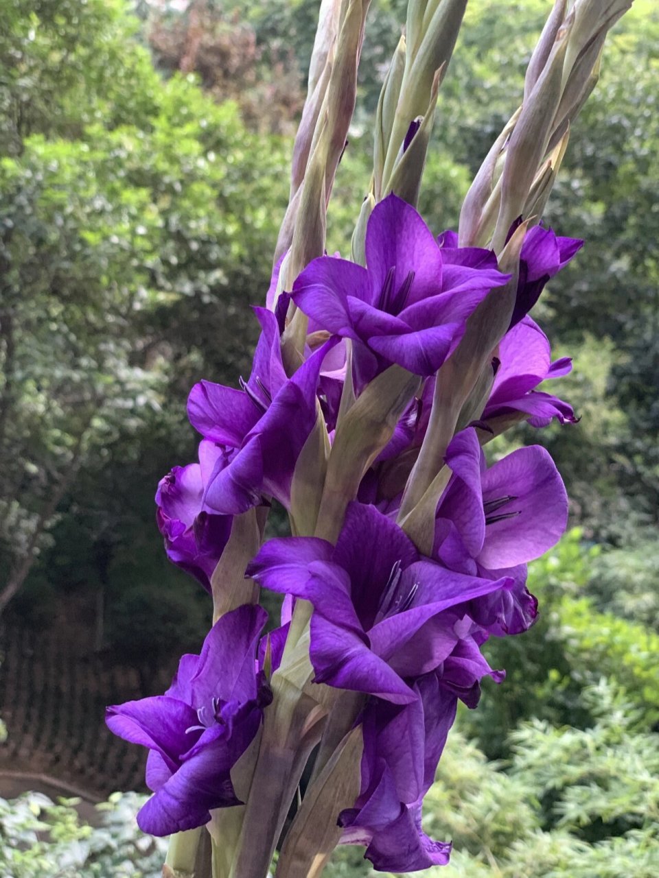 每周识花|一次认识9种高颜值国产剑兰品种 安利剑兰来啦 剑兰寓意步步