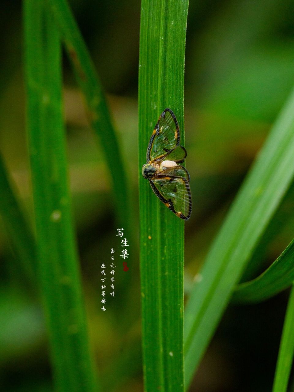 广翅蜡蝉图片