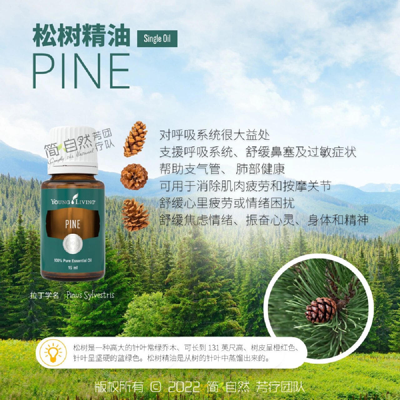 *松树精油 pine* 最初