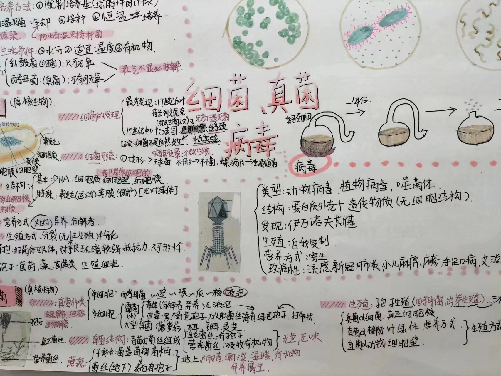 细菌真菌病毒思维导图