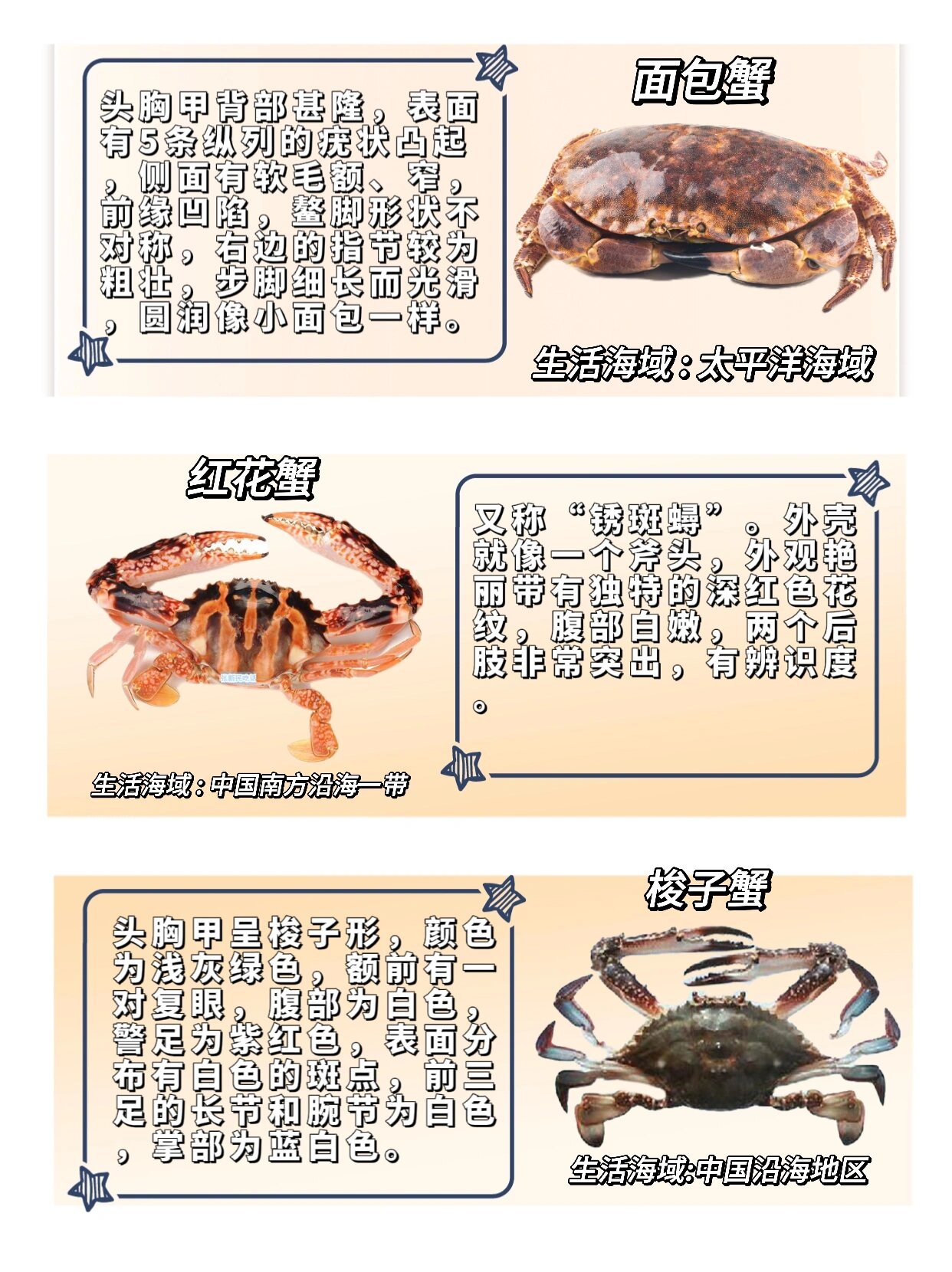 自然科普|开渔期16615招教你分辨螃蟹75