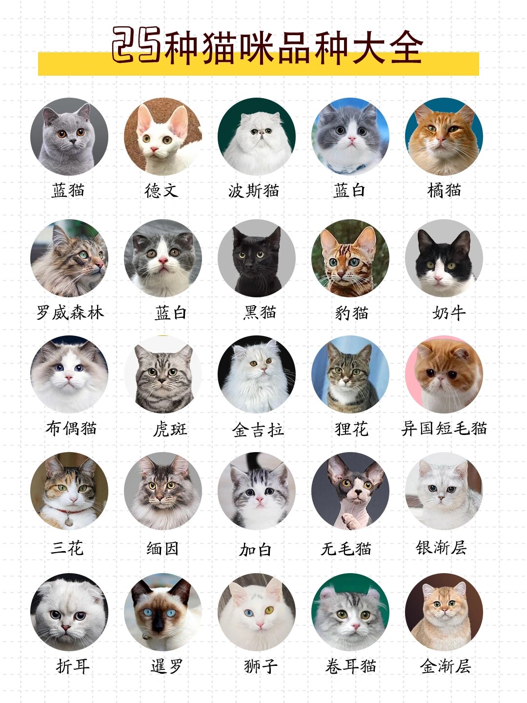 新手养猫|25种猫咪品种大全|你最喜欢哪种