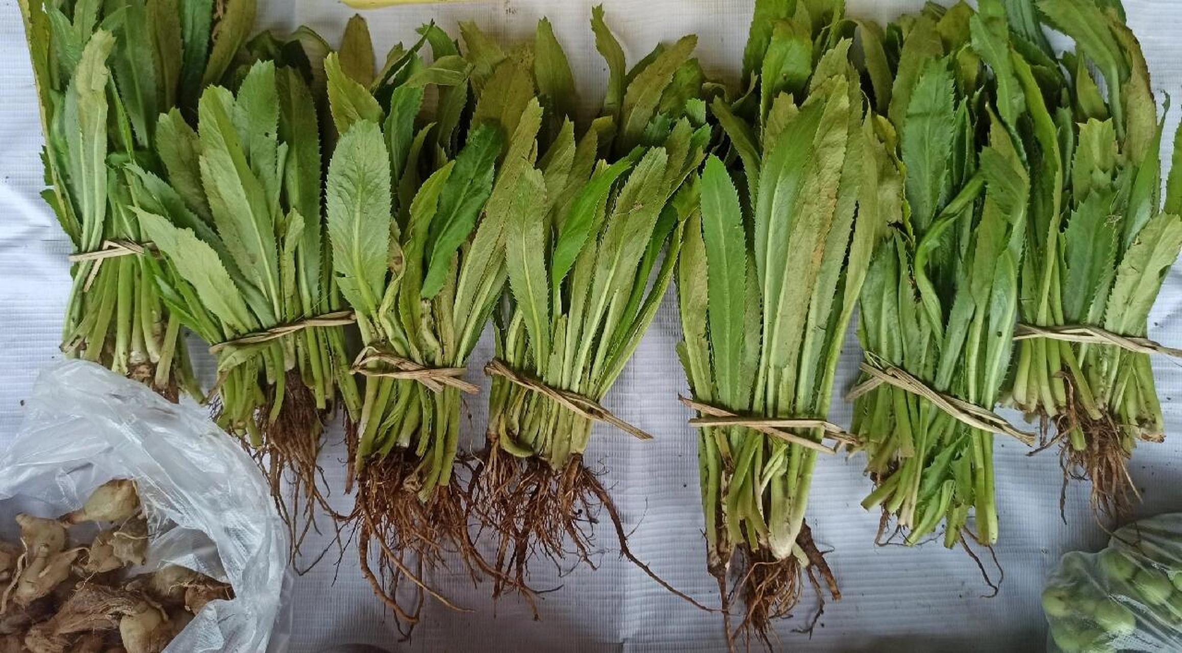 至爱呀 学名刺芹,也叫野香菜,大芫荽,阿瓦芫荽,缅芫荽.