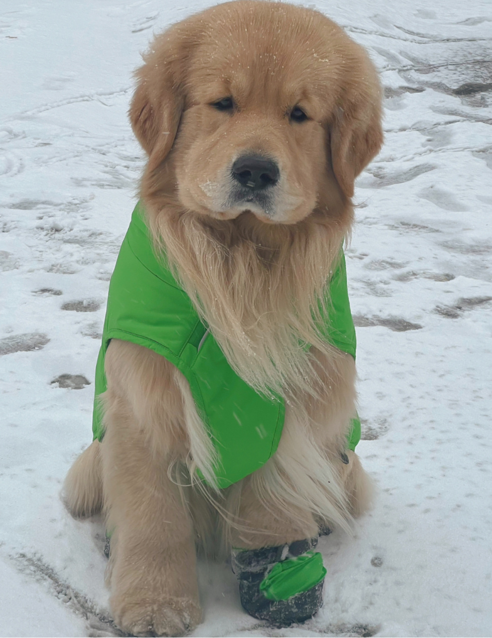 大雪饼金毛图片