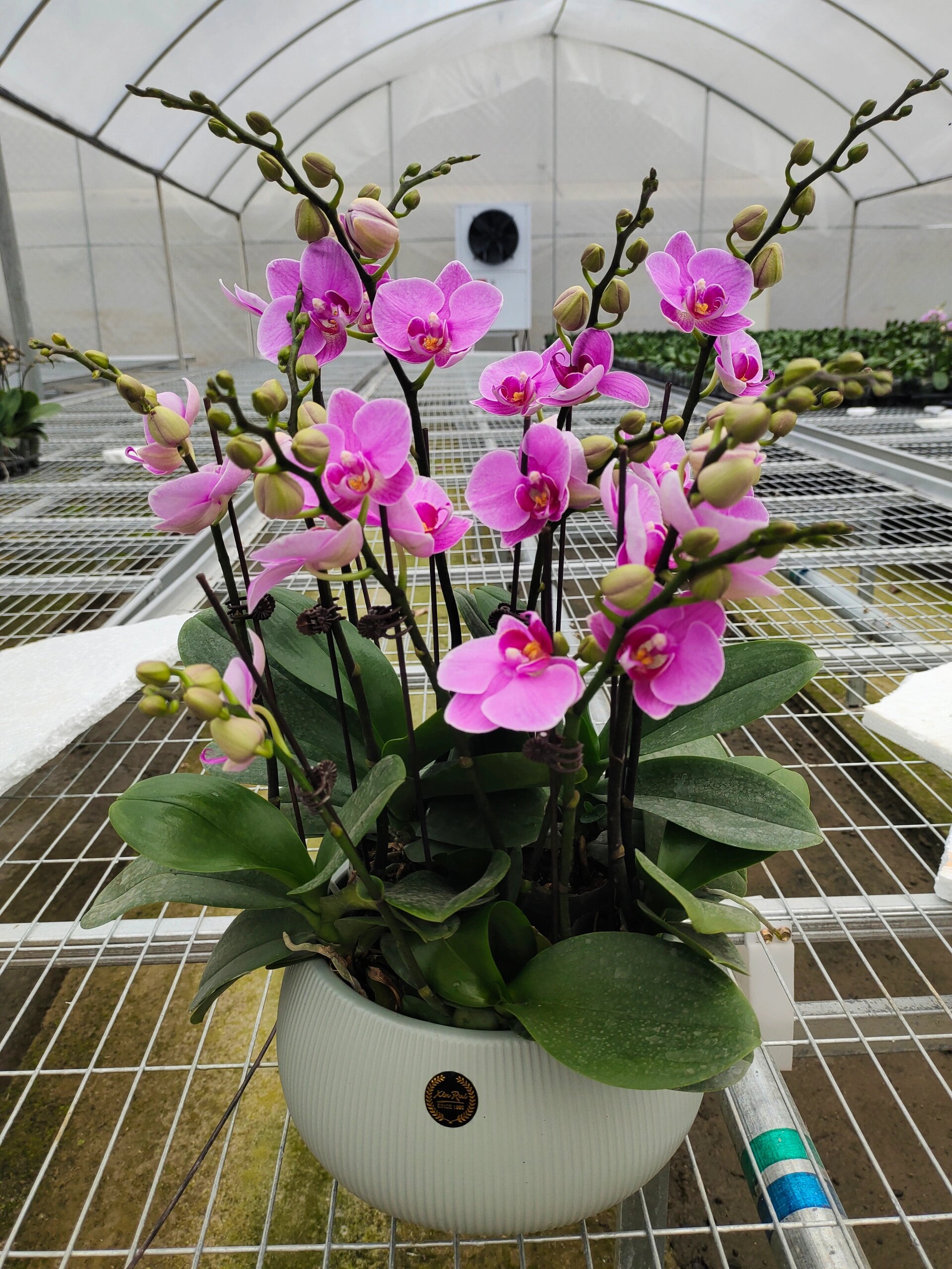 紫花蝴蝶兰属中,大花型红花系列蝴蝶兰品种.