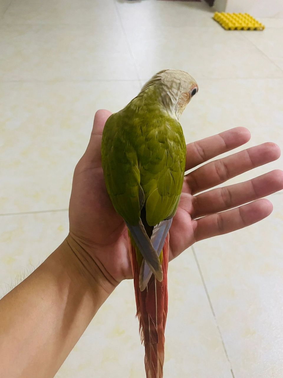 关于鹦鹉的剪羽 给大家讲讲鹦鹉怎么剪羽,达到了效果,还保留了原有的
