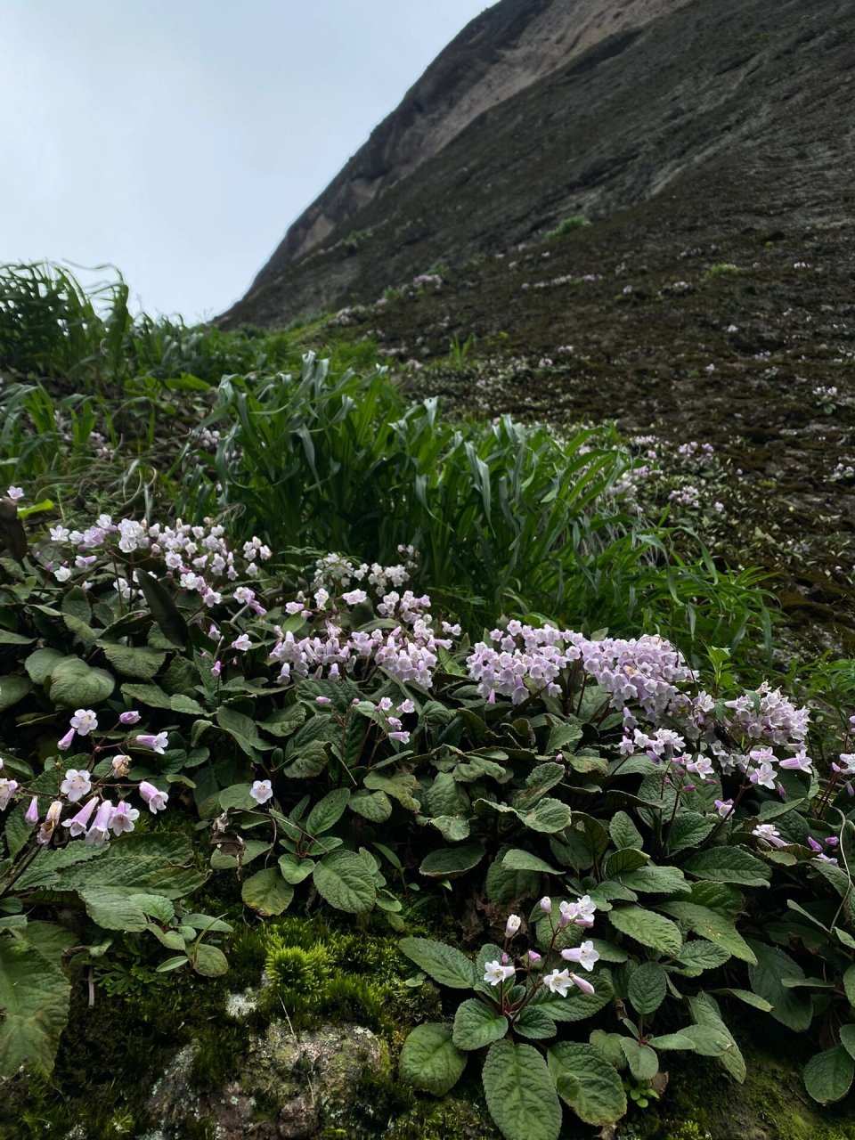 长在悬崖上的花——大花石上莲 丹霞地貌特有的植物,是一味中药材