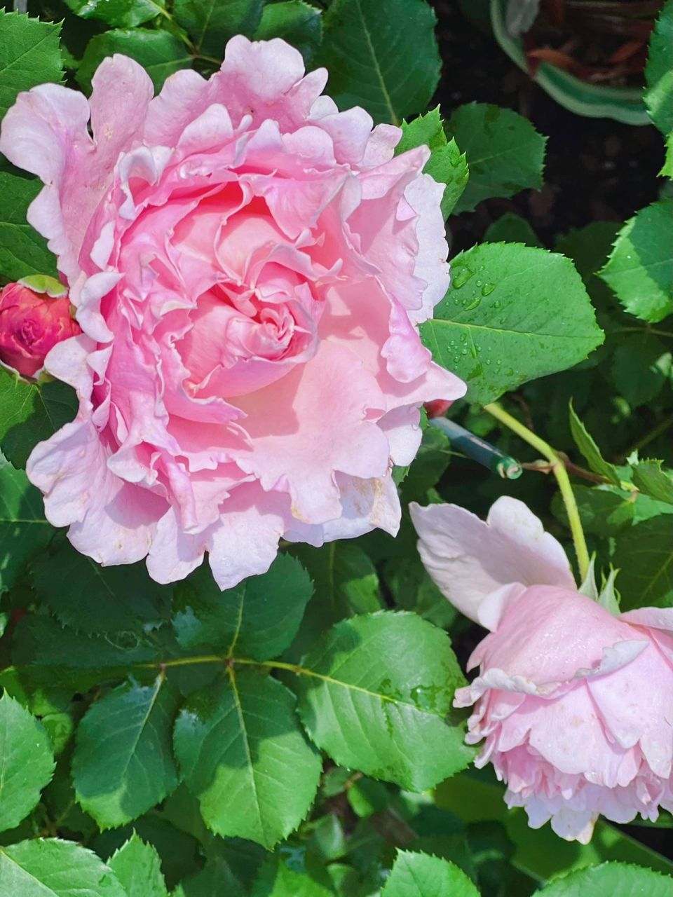 月季:索菲罗莎 给大家安利一个月季:索菲罗莎.