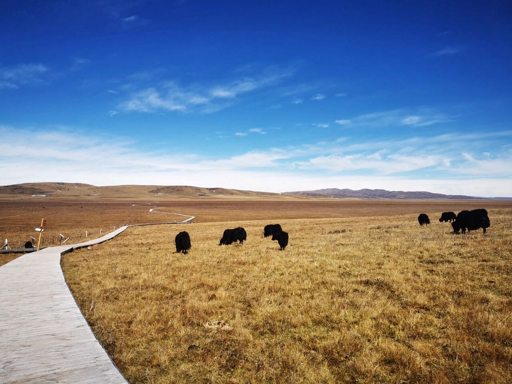 走过的大草原 10月19日,阿坝出发经红原到若尔盖唐克黄河九曲第一湾
