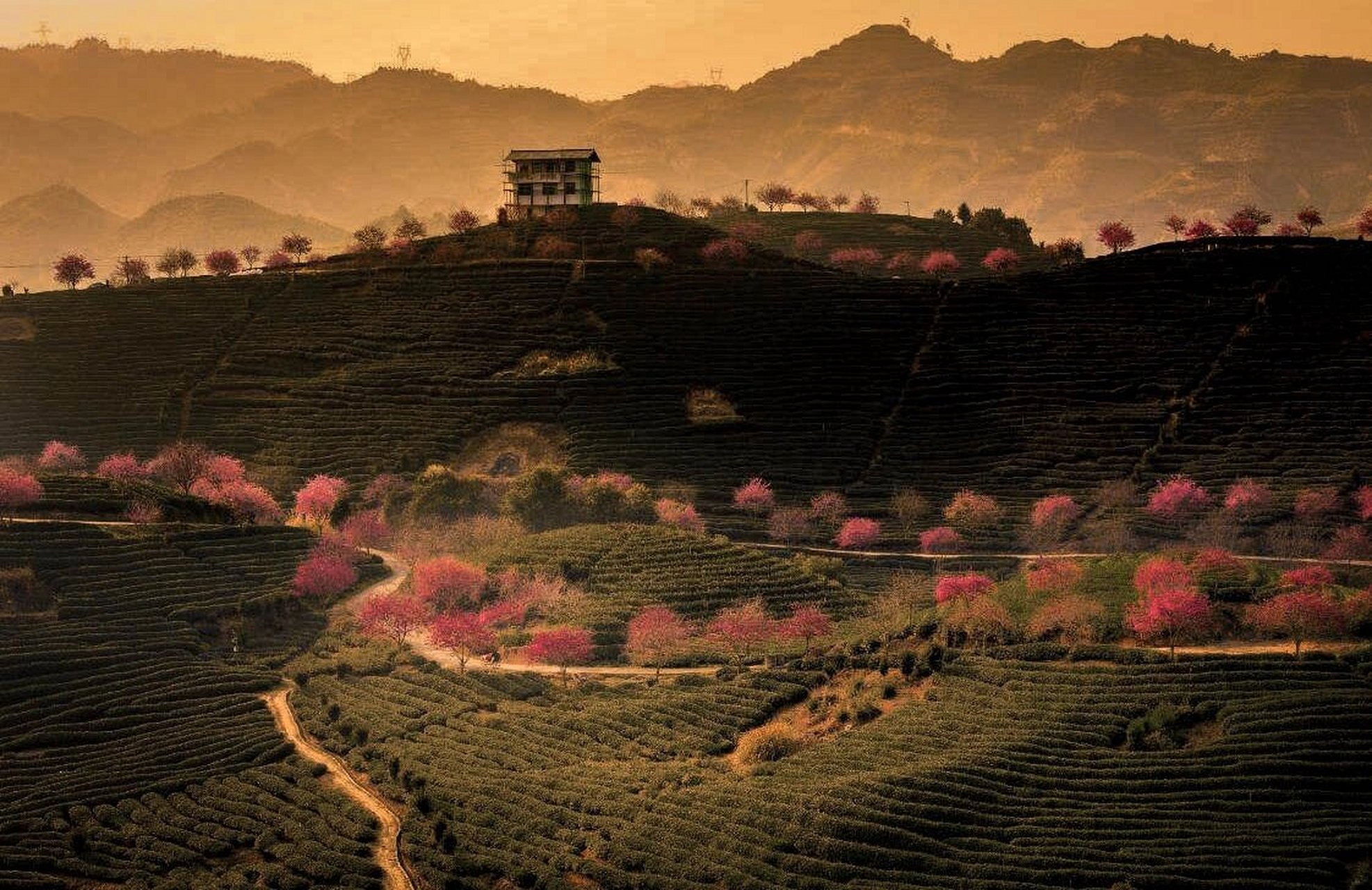 国内最美赏樱圣地丨漳平永福樱花园行摄攻略 漳平永福的樱花园,有"三