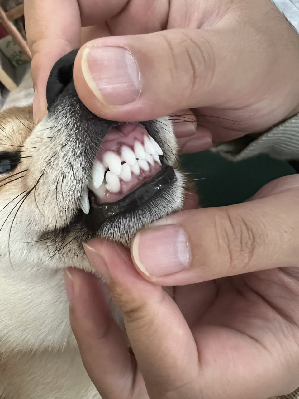 狗狗牙齿边的牙龈一圈黑黑的是啥呀
