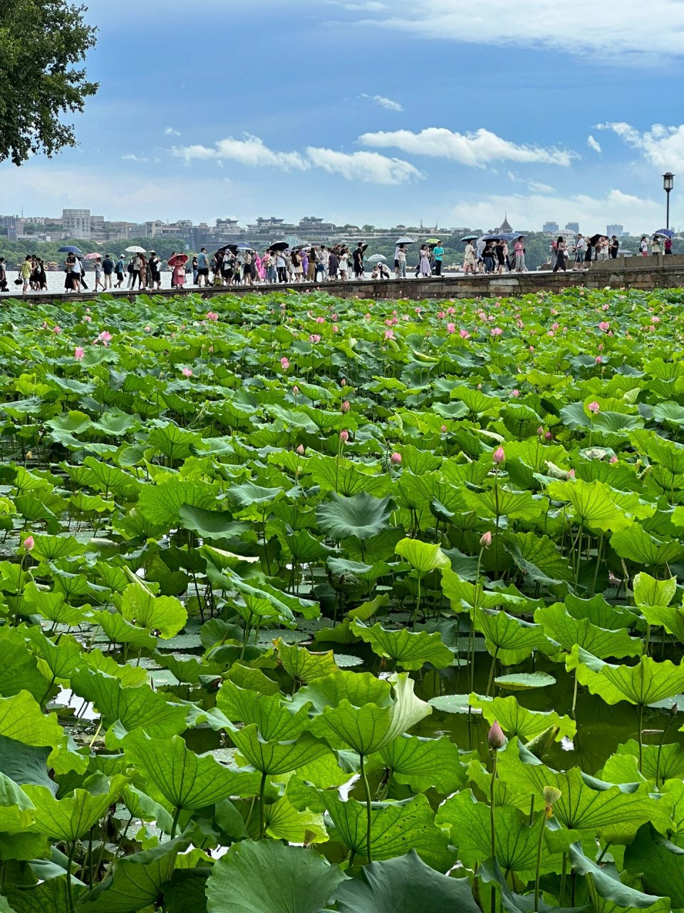夏天的西湖也太美了,随手抓拍都好好看7815!