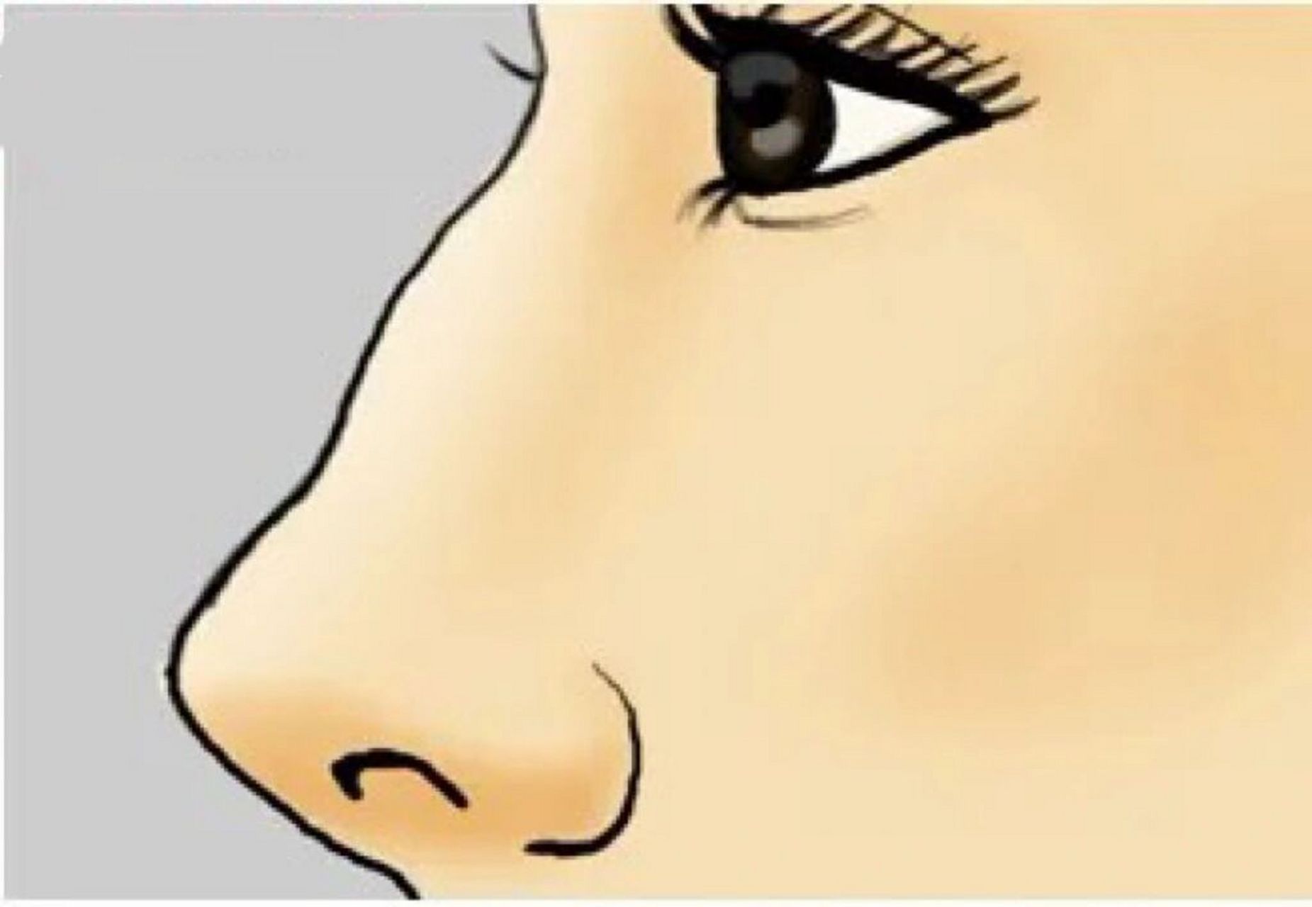 鼻梁起节 鼻梁起节 鼻是面部的标志,鼻梁要高隆就好,而不要尖小.