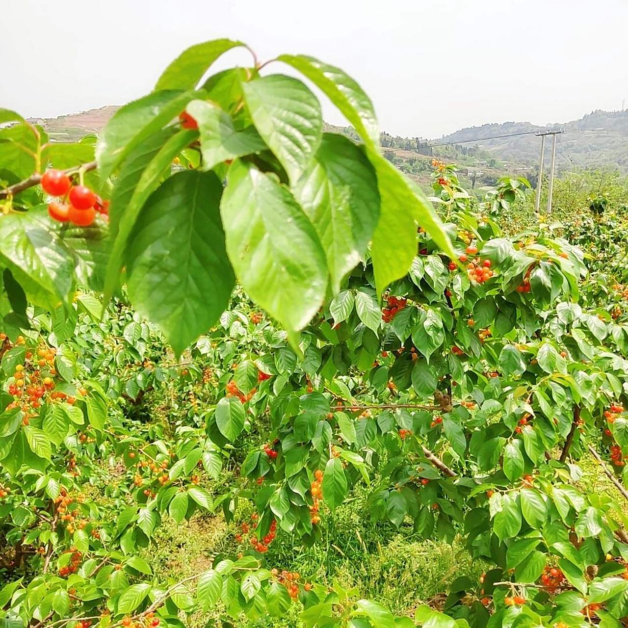 春天里的超级水果·四川小樱桃90 家里几百棵樱桃树,每年农历三月