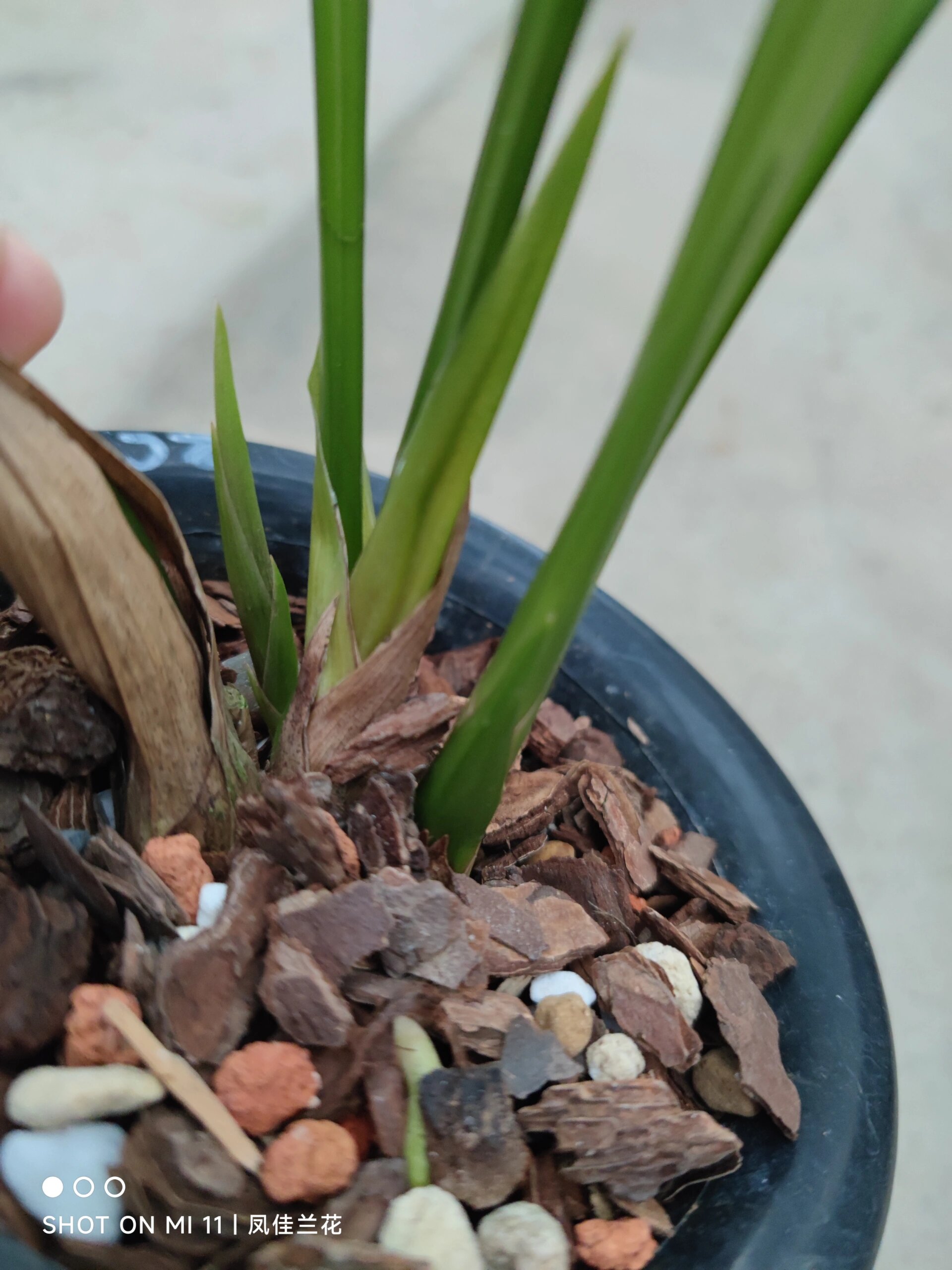 墨兰紫宸来花苞了 非常大气的墨兰经典色花,自然棚种植的苗子适应能力