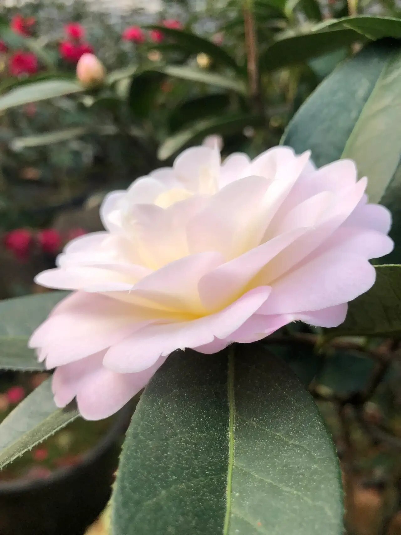 云南茶花:童子面 只有真正理解云南茶花的人,才能真正明白:为什么教科