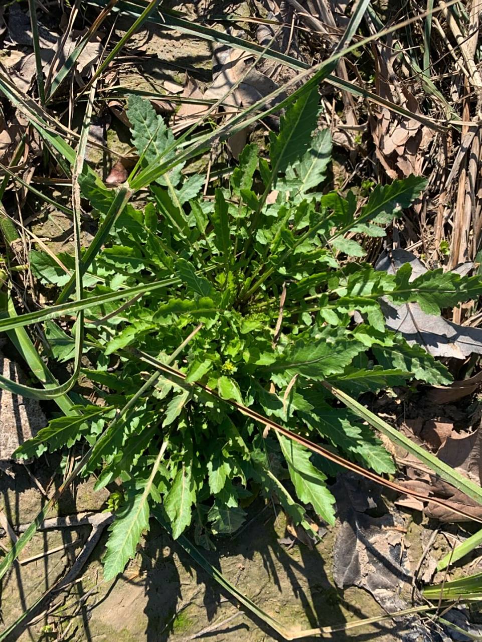 (我们老家叫地菜) 闻起来也不怎么香,记得国内的荠菜是有一股香味的