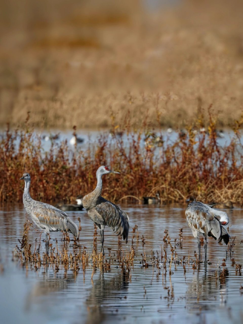 晨之舞者:沙丘鶴(sandhill cranes) 沙丘鶴(學名:grus canadensis)為