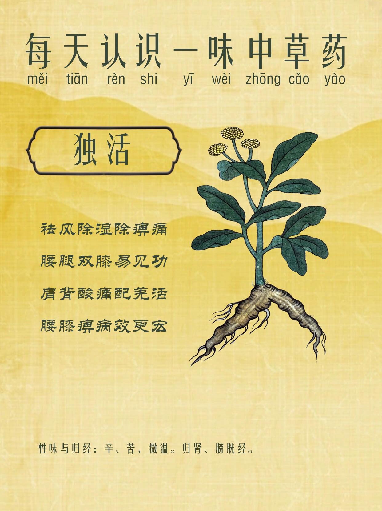 独活为什么叫独活?为什么在线