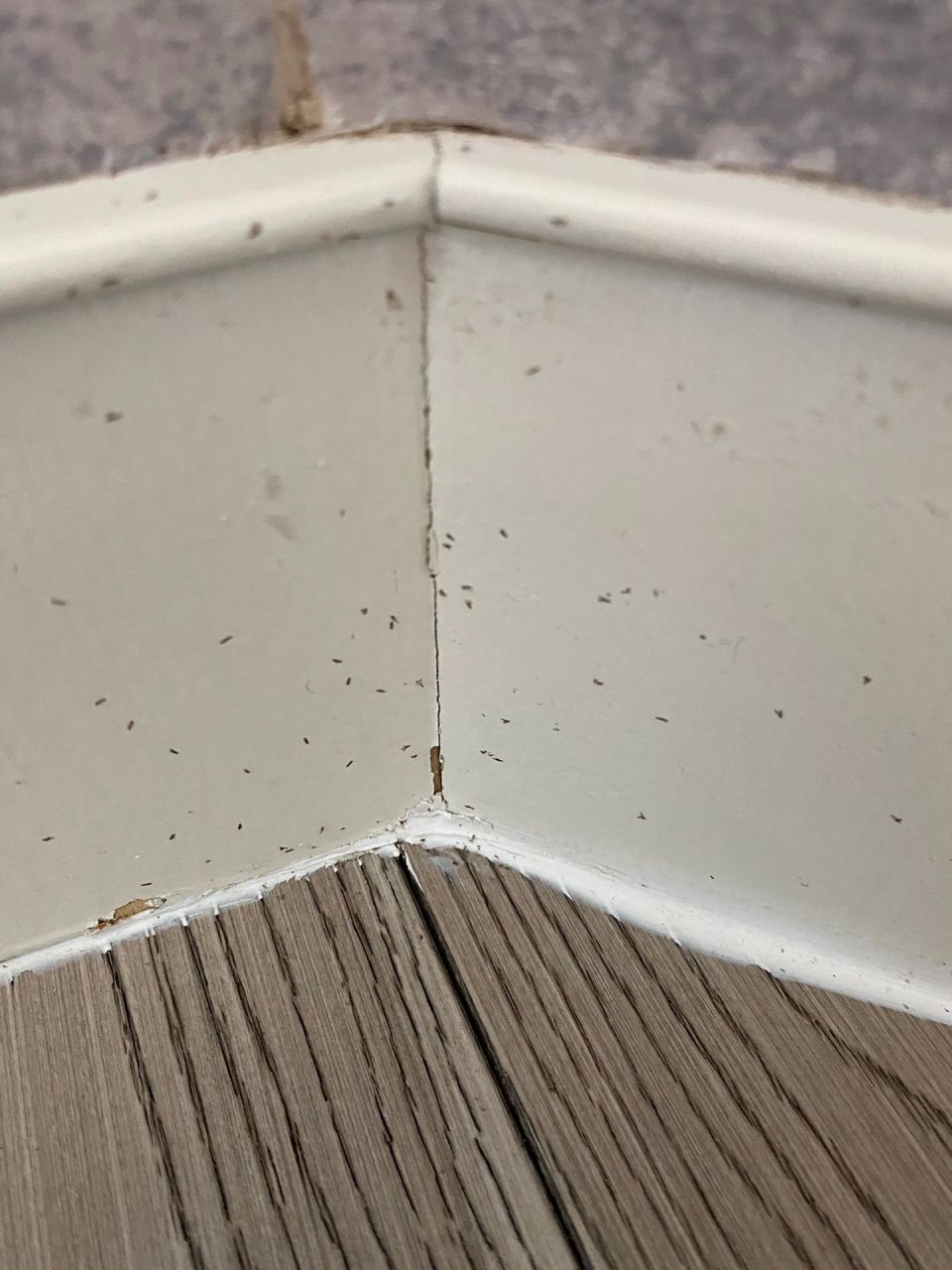 褐色的小飞虫.杀了好几次虫了.一直都还有