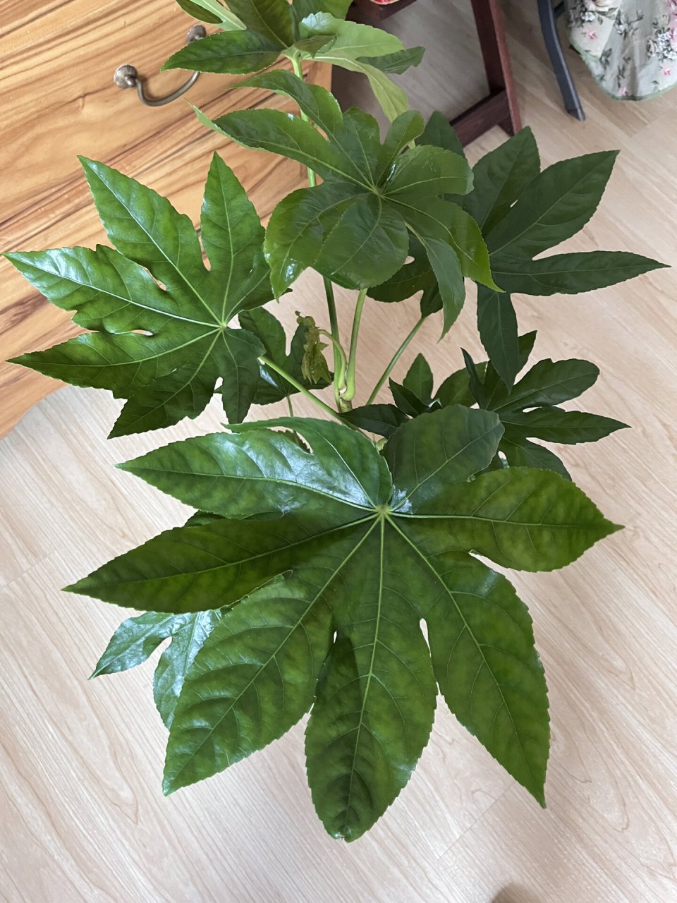 八角金盘 八角金盘又称八金盘,它是五加科八角金盘属的一种常绿灌木或