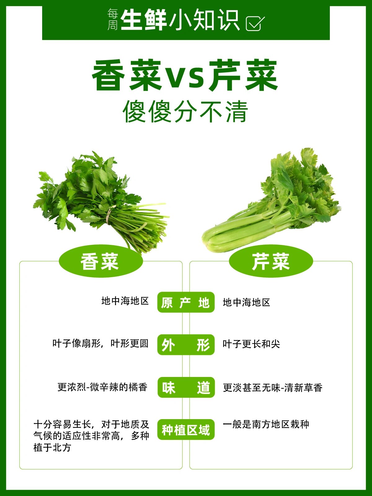 香菜vs芹菜,芹菜小时候不是香菜!