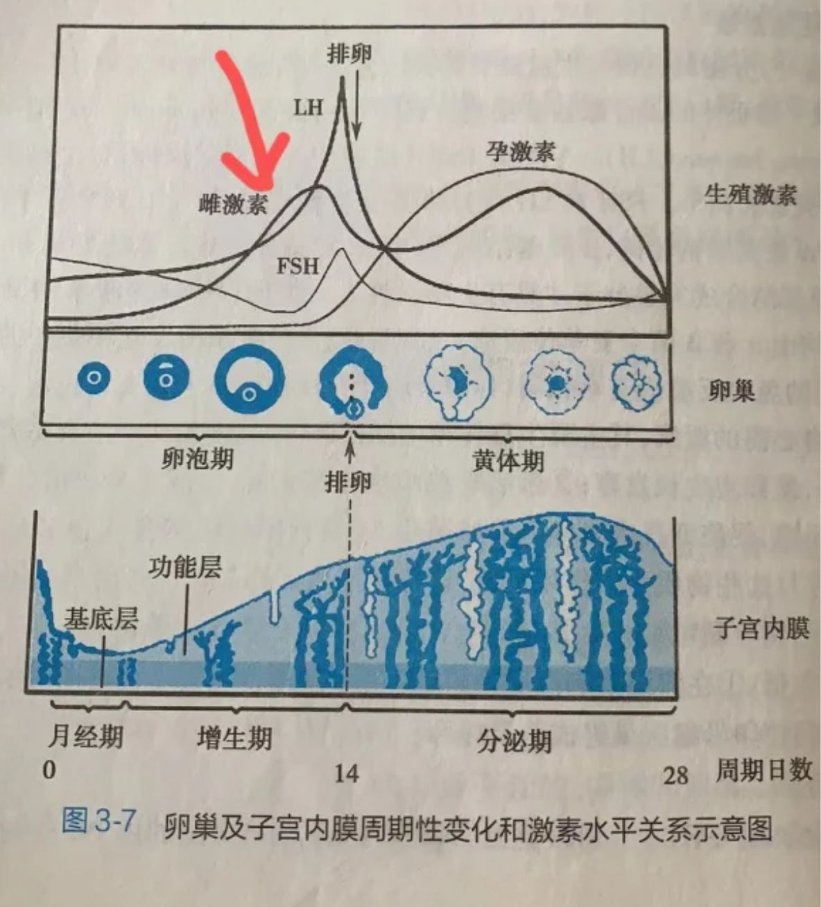 月经是卵巢周期性变化引起的子宫内膜脱落和出血
