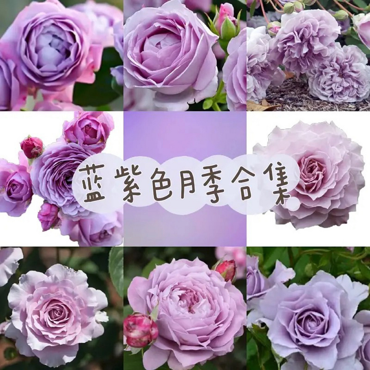 90蓝紫色月季合集(一):你pick哪一款?
