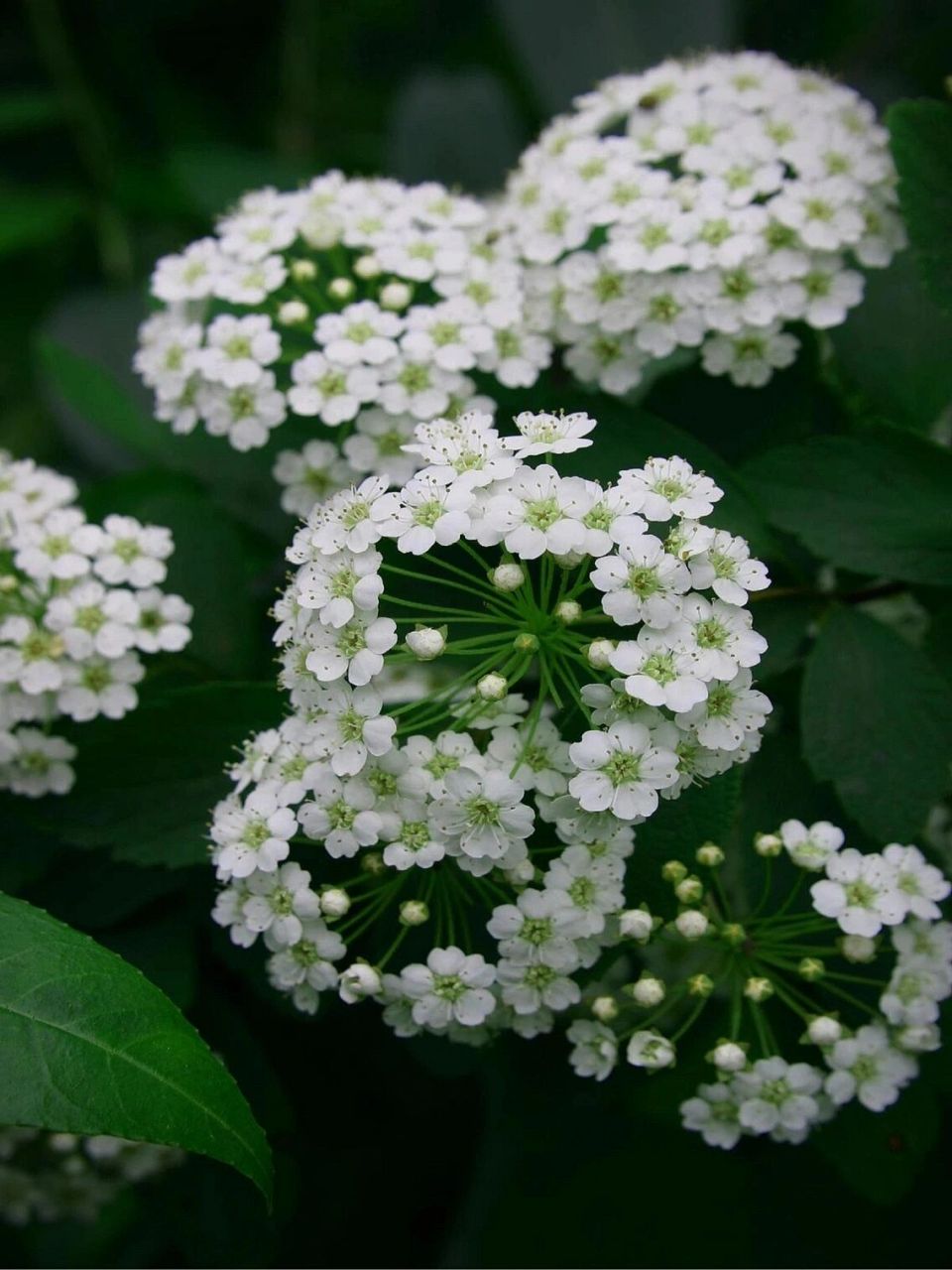 白花珠兰图片