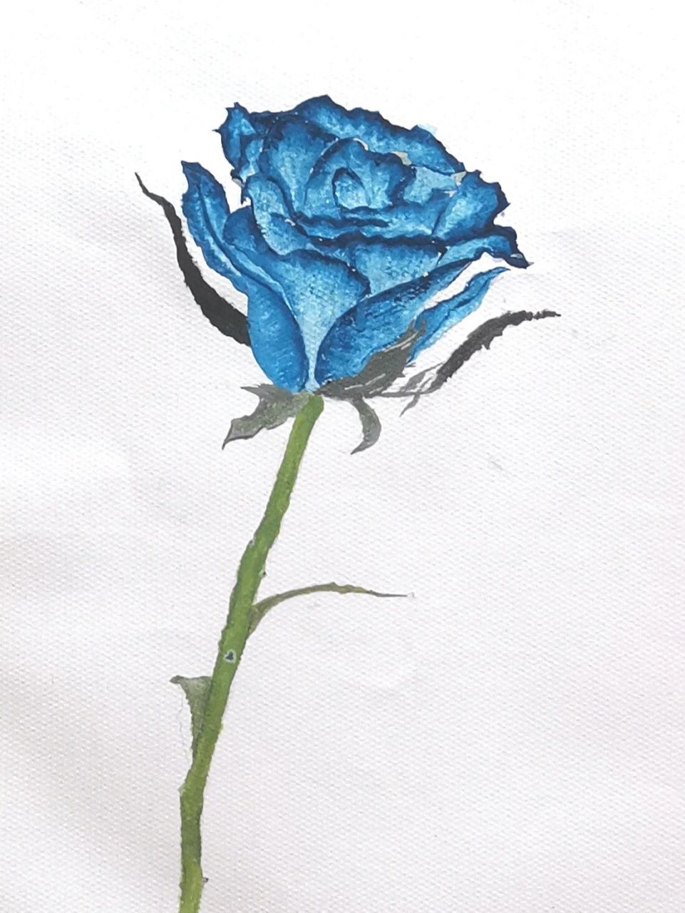 蓝玫瑰,最单纯美好的爱 突发奇想想要画一支蓝玫瑰 初学者想用水粉画