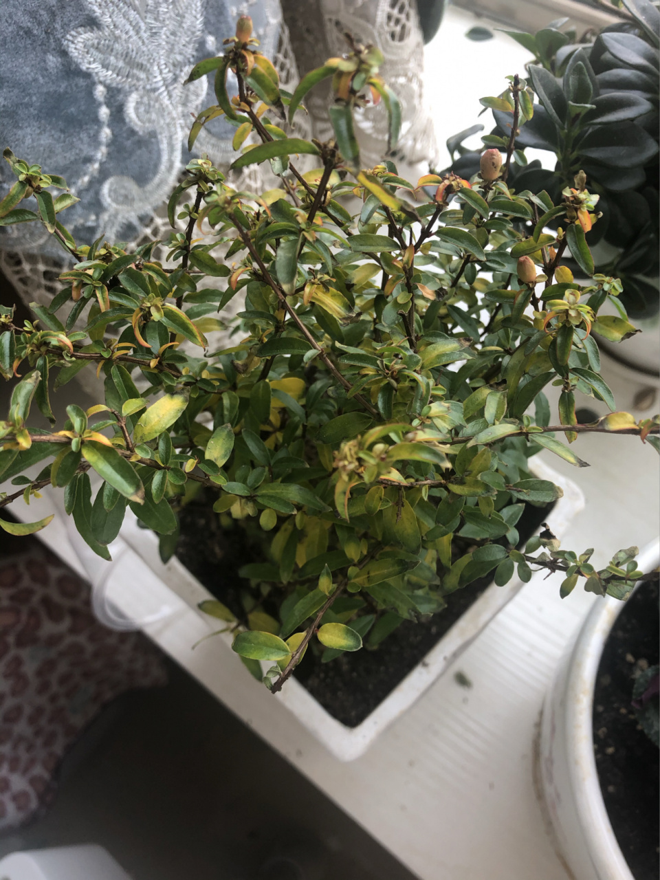 新买的石榴叶子发黄了 石榴树买回来一个星期,叶子发黄了,求高手指点
