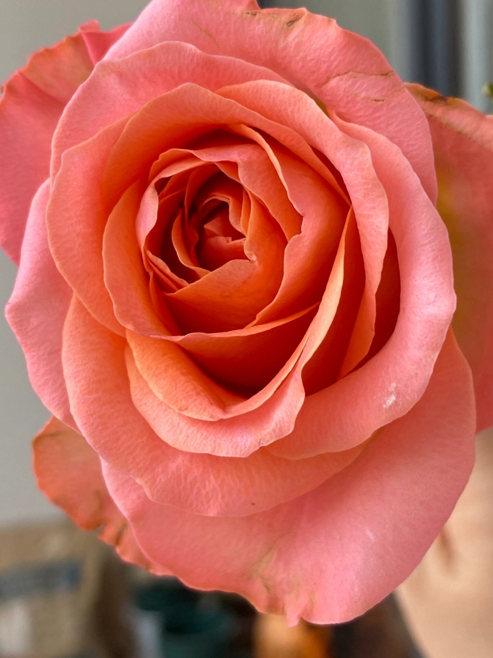 香妃玫瑰 67花语 光是遇见就已经是很美好了 自带一股淡淡的清香,带