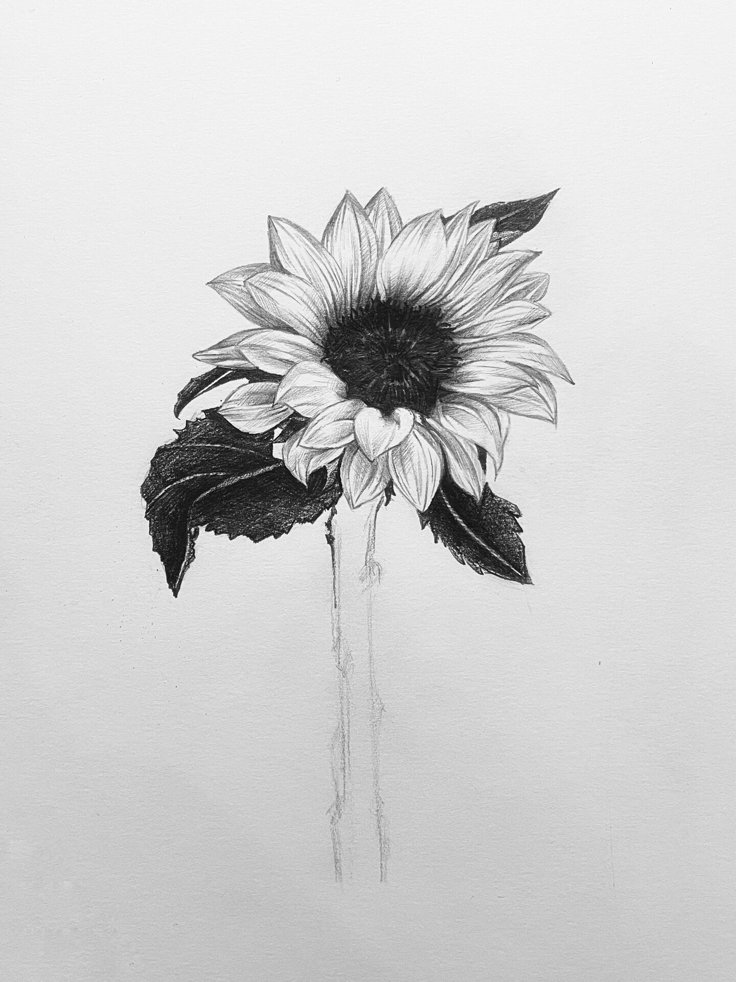 素描花卉步骤图分享